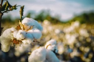 Europe fashion retailers to train Indian small cotton farmers on sustainable farming methods