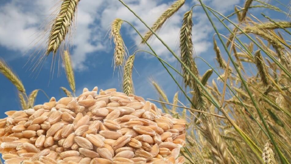 First time, Turkey ordered 50,000 tonnes of wheat from India, prices up by 15%