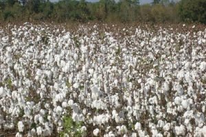 Government will look into whether CCI can sell cotton directly to textile mills - FM (1)