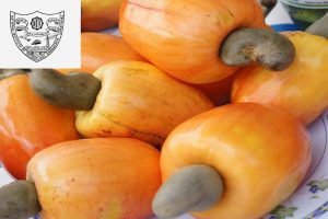 Now, try some wine made from cashew apple a patented technology from NITK