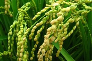 Scientists developed 27 new high yielding rice varieties that suit different climates of India