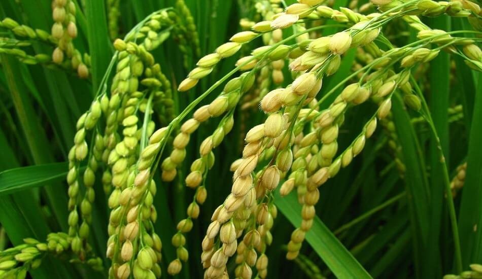 Scientists developed 27 new high yielding rice varieties that suit different climates of India