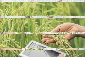 Agritech company Leads Connect Services launched a pilot project called 'SIGMAA'
