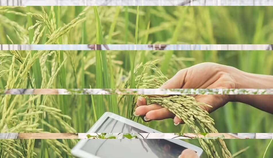 Agritech company Leads Connect Services launched a pilot project called 'SIGMAA'