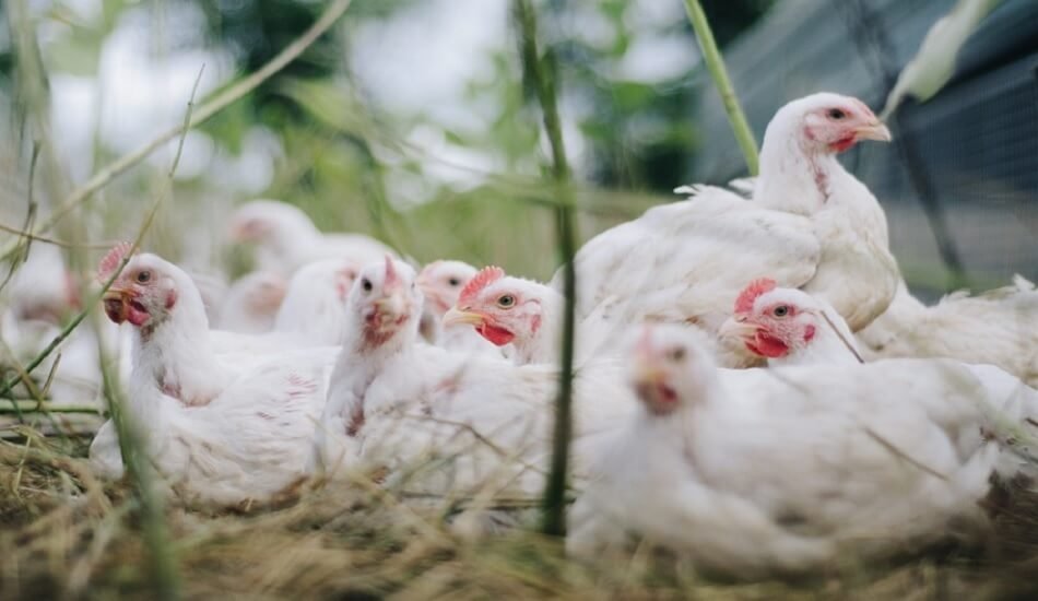 Can Indian poultry industry capitalise on market gap created by Malaysia's ban on chicken exports