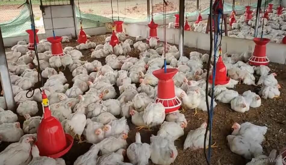 'Give a missed call and become a poultry farmer' says Suguna Chicken.