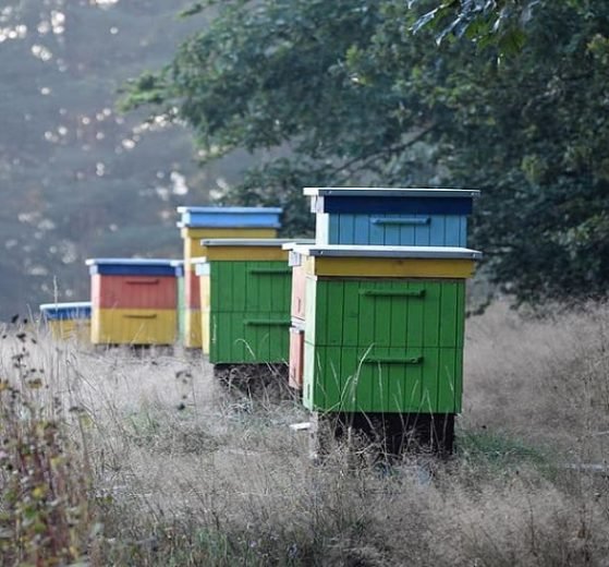 Bring Back Bees - gift your local farmers a bee box by purchasing NFTs.
