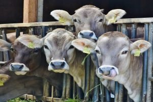 Cow-based economy, IIM-A suggests cow face recognition tech to connect them with sponsors