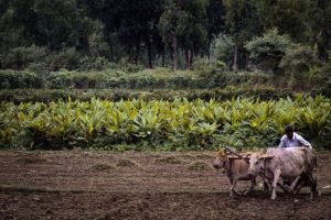 Govt aims to convert 6.5 lakh hectares of land to organic farming through PKVY