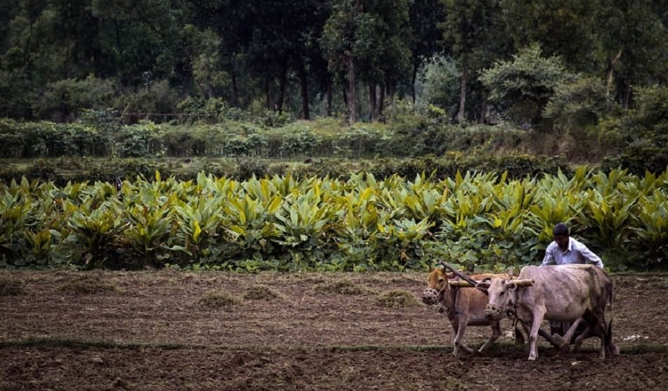 Govt aims to convert 6.5 lakh hectares of land to organic farming through PKVY