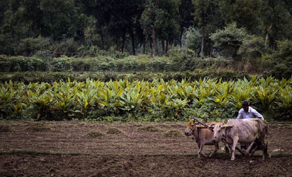 Govt aims to convert 6.5 lakh hectares of land to organic farming
