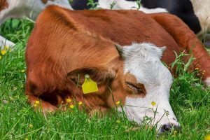 Gujarat begun vaccinating cattle against dreadful Lumpy Skin Disease