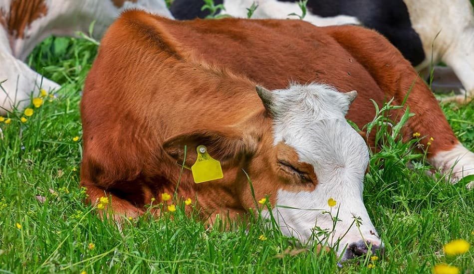 Gujarat begun vaccinating cattle against dreadful Lumpy Skin Disease