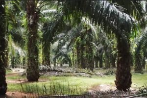 Indian IVPA & Malaysian MPOC signed an MoU to strengthen palm oil use