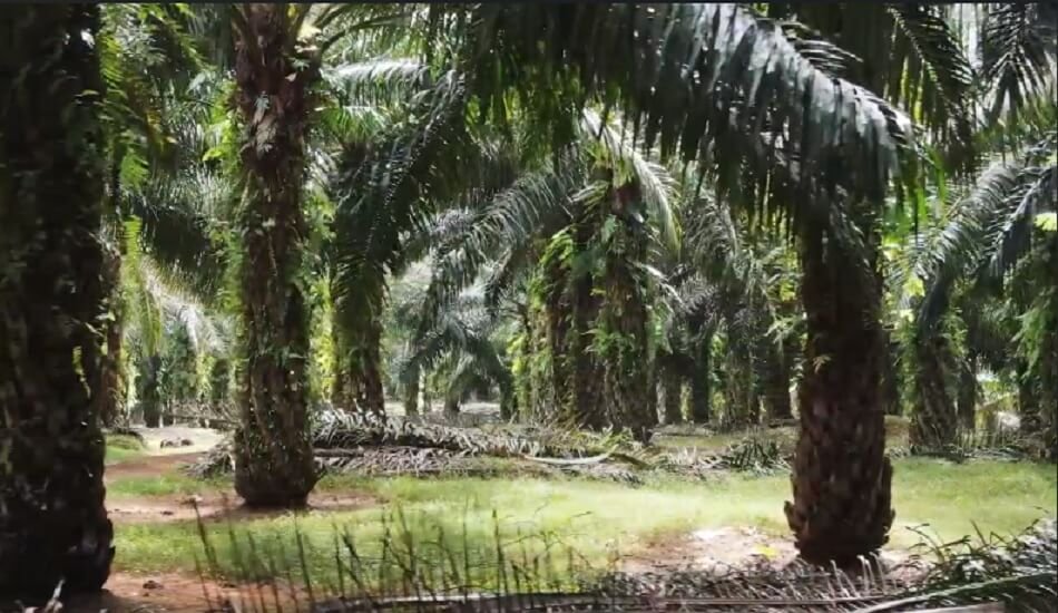 Indian IVPA & Malaysian MPOC signed an MoU to strengthen palm oil use