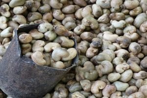 Mangaluru emerges as a center for the raw cashewnut (RCN) trade