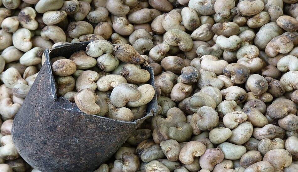 Mangaluru emerges as a center for the raw cashewnut (RCN) trade
