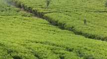 Sri Lanka Tea Board is optimistic that the use of fertiliser will increase productivity