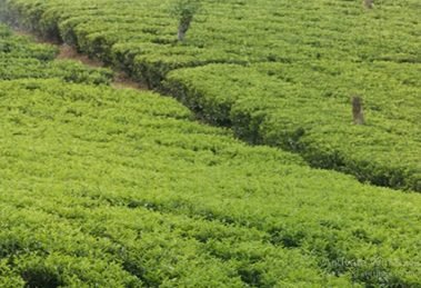 Sri Lanka Tea Board is optimistic that the use of fertiliser will increase productivity