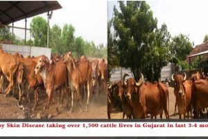 Daily Milk collection drops as Lumpy Skin Disease takes over 1,500 cattle lives