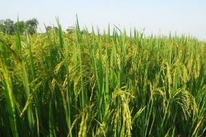 Food Ministry schedules meeting with states to strategize rice procurement plans