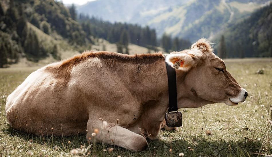IVRI & NRCE collaborated to develop vaccine against cattle Lumpy Skin Disease