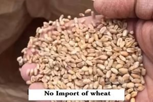 India refuted the media allegation that it is set to import Wheat foodgrain