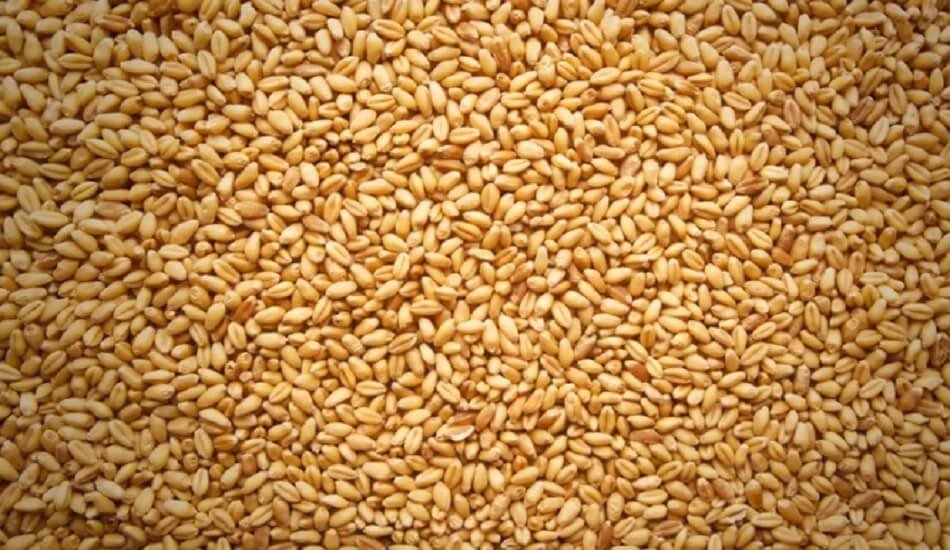 Indian wheat is now more expensive than CBOT wheat futures