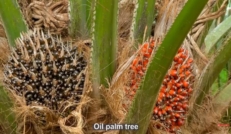SEA asks Indonesian govt to provide stable policy for export of palm oil