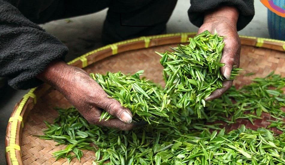 Sri Lankan tea production going down, likely to help South Indian crops
