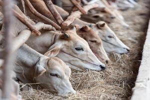 Cattle feed prices have risen due to GST impose on some pulses byproducts