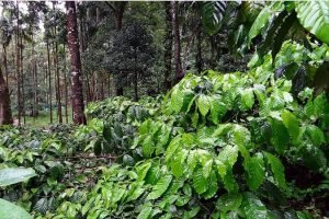 Karnataka coffee growers lost 35 of their crop due to heavy rain seek for relief (2)