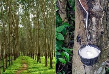 Karnataka should announce MSP for rubber plantation farmers - Campco (1) (1)