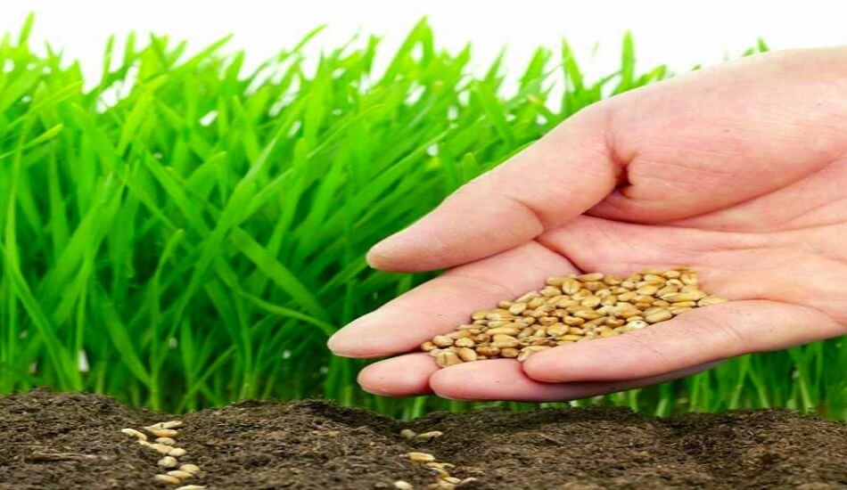 Need to bring standard system one-country-one-seed licence policy - Seed Firms