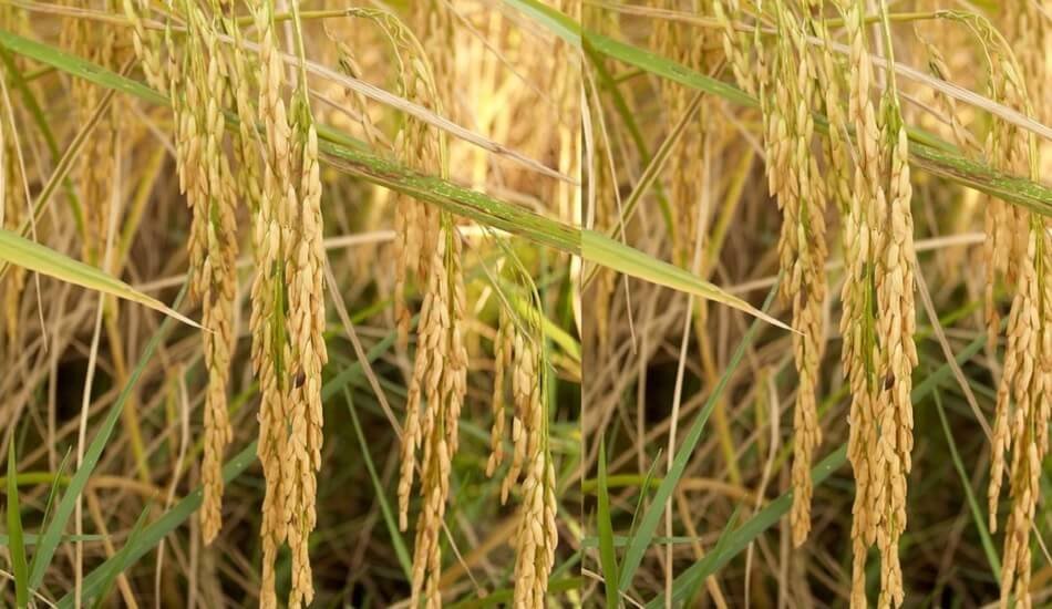New product to combat yellow stem borer in rice will be launched - Corteva