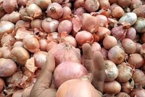 Onion growers are now in tears as prices have dropped to a five-year low