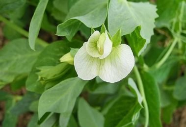 Scientists from India, Australia, China figured out pea's genetic code