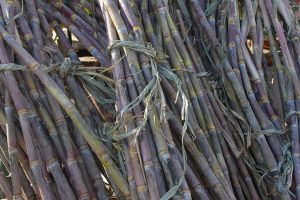 Sugarcane cutter women demand separate identity cards for govt scheme benefits