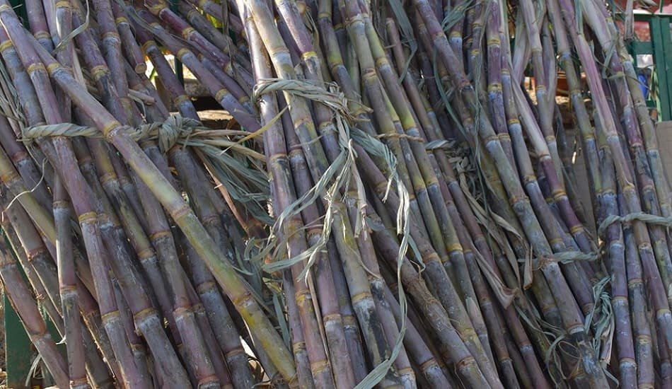 Sugarcane cutter women demand separate identity cards for govt scheme benefits