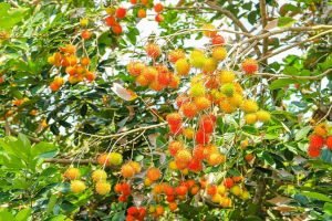 Why Kerala farmers abandoning rubber in favour of rambutan, dragon fruit (1)