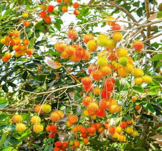 Why Kerala farmers abandoning rubber in favour of rambutan, dragon fruit (1)