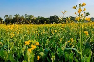 AIKS supports GM mustard, wants hybrid seeds to be thoroughly tested