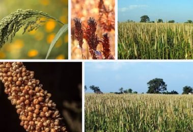APEDA to promote Indian millets in17 major international events in FY24
