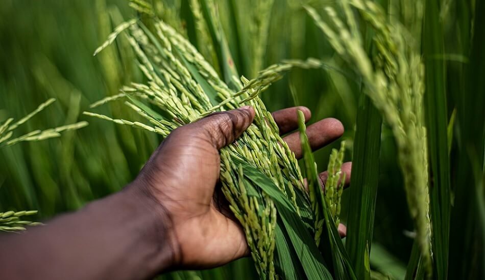 Buddha's gift to people, fragrant & nutritious Kalanamak rice, gains new name