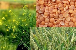 Cabinet to raise MSP for all rabi crops such as wheat, legumes & mustard