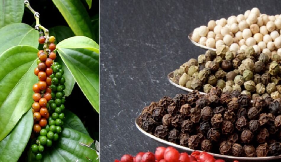 Rising import of pepper hit domestically produced pepper business