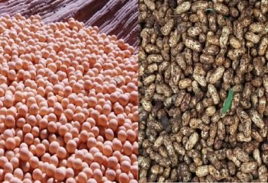 Soyabeans, groundnuts prices may drop to MSP levels due to new arrivals (1)