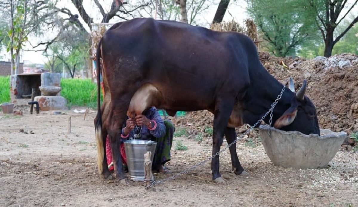 True cattle loan' offered digitally for dairy farmers in Karnataka, TN True cattle loan' offered digitally for dairy farmers in Karnataka, TN