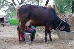 'True cattle loan' offered digitally for small dairy farmers in Karnataka, TN