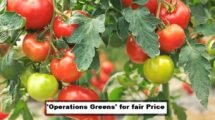 AP Govt to launch 'Operations Greens' to help tomato farmers get fair price